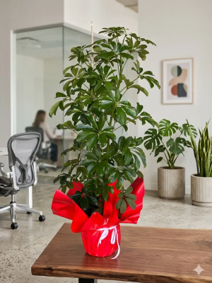  Aynı Gün Çiçek Teslimatı - Şeflera (Schefflera) Salon Saksı Bitkisi