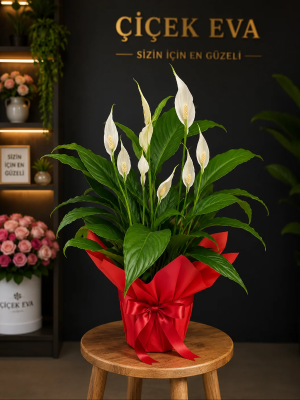  Antalya Çiçek - Barış Çiçeği (Spathiphyllum) Saksı Bitkisi