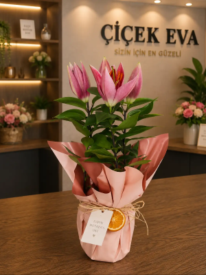  Kepez Çiçekçi - Saksıda Pembe Lilyum